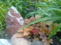 /album/rusticgarden/a12-6-024-jpg/